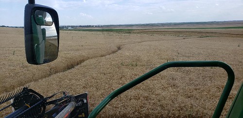 Schemper Harvesting