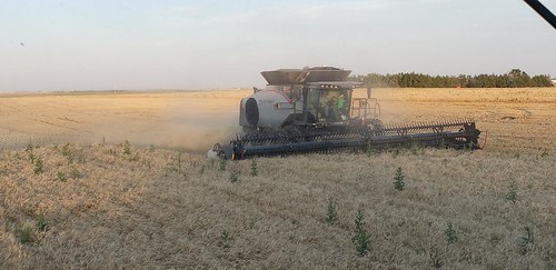 Schemper Harvesting