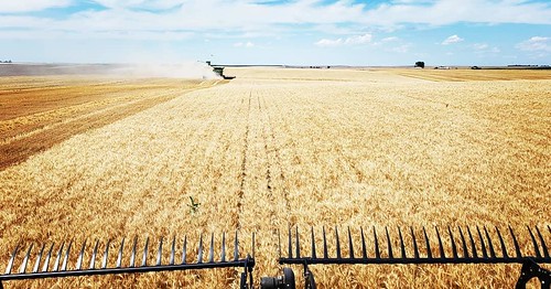 Schemper Harvesting