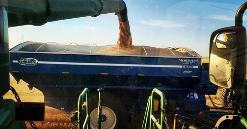 Schemper Harvesting