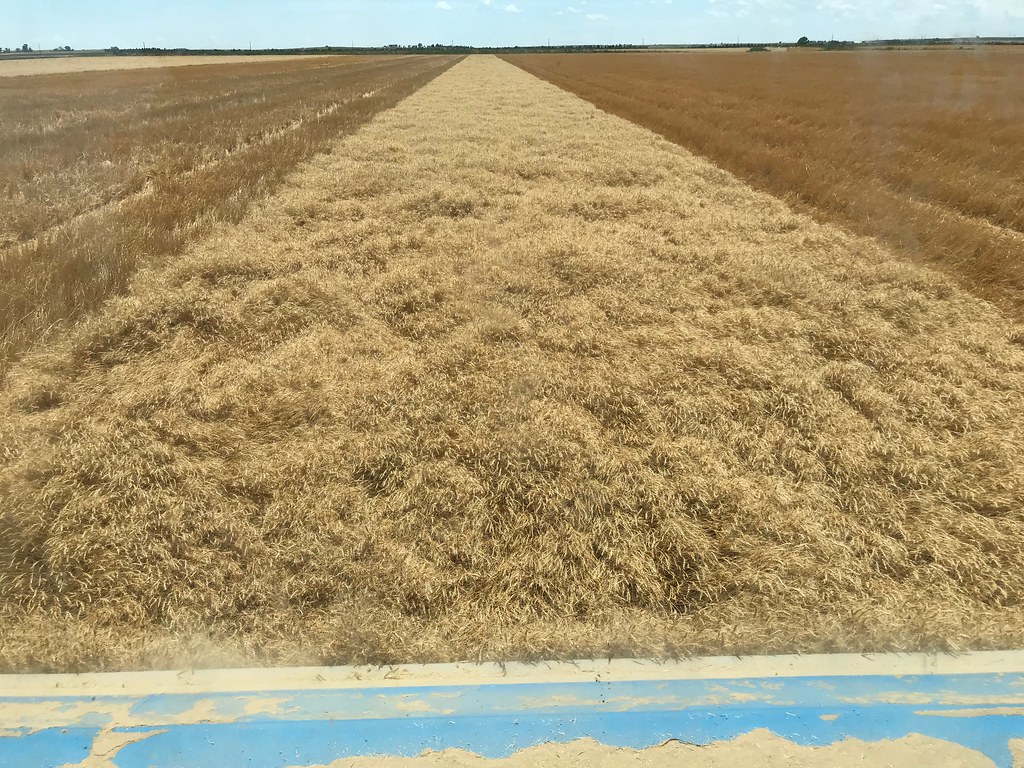 High Plains Harvesting 2019