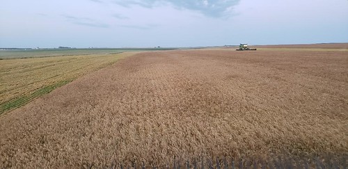 Schemper Harvesting