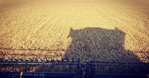 Schemper Harvesting