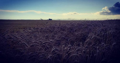 Schemper Harvesting