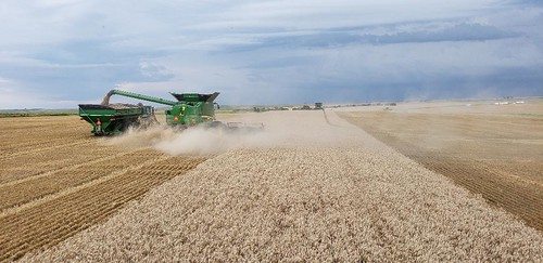 Schemper Harvesting