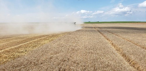 Schemper Harvesting