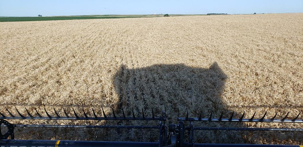 Schemper Harvesting