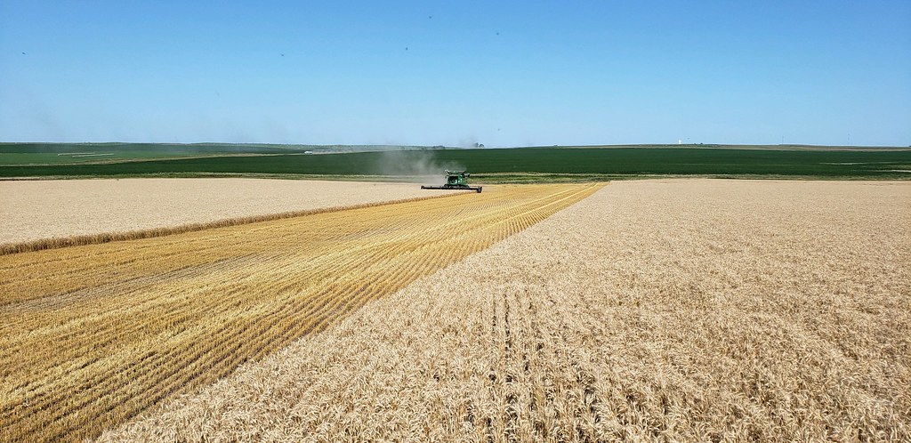 Schemper Harvesting
