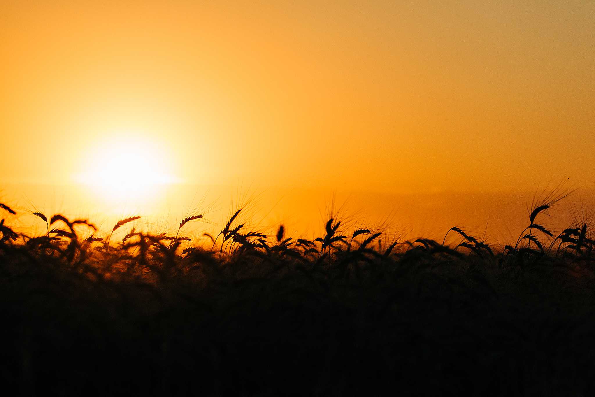 High Plains Harvesting 2019