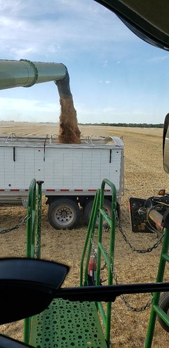 Schemper Harvesting