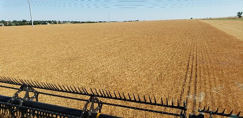 Schemper Harvesting