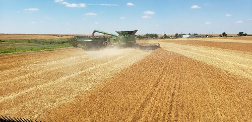 Schemper Harvesting