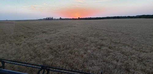 Janel Schemper Harvesting