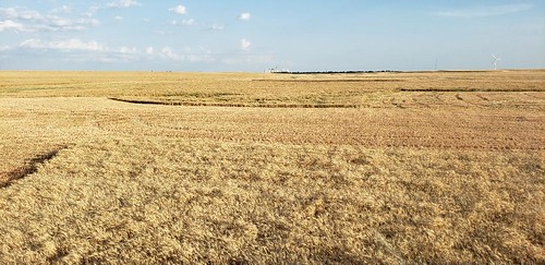 Janel Schemper Harvesting