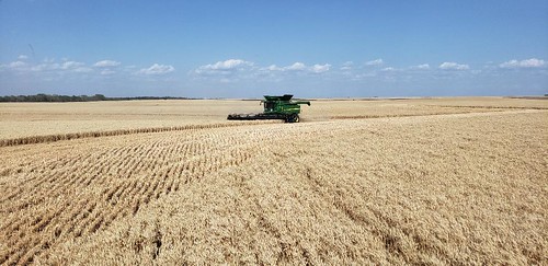 Janel Schemper Harvesting