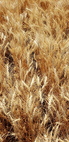 Janel Schemper Harvesting