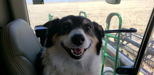 Janel Schemper Harvesting