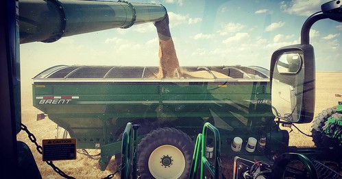 Janel Schemper Harvesting