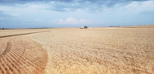 Janel Schemper Harvesting