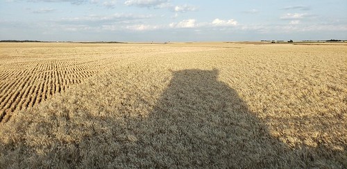 Janel Schemper Harvesting