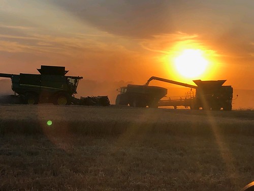 Janel Schemper Harvesting
