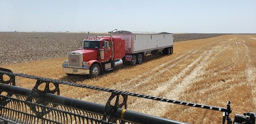 Janel Schemper Harvesting