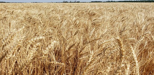 Janel Schemper Harvesting