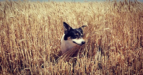 Janel Schemper Harvesting