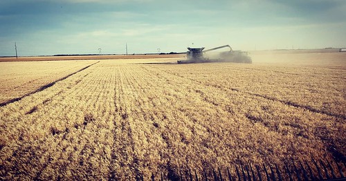 Janel Schemper Harvesting