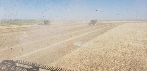 Janel Schemper Harvesting