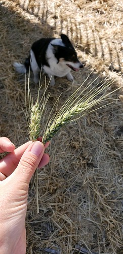 Janel Schemper Harvesting