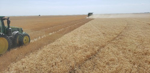 Schemper Harvesting
