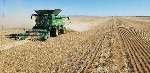 Schemper Harvesting