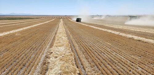 Schemper Harvesting