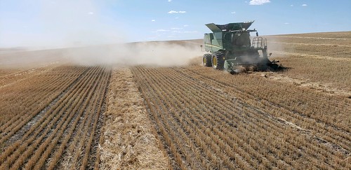 Schemper Harvesting