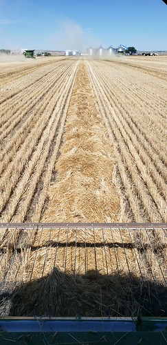 Schemper Harvesting