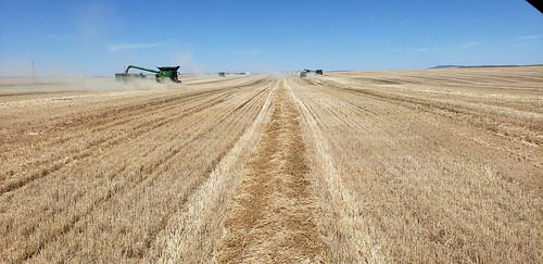Schemper Harvesting
