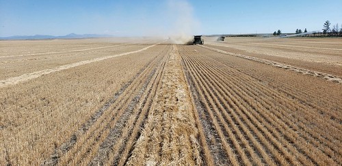 Schemper Harvesting