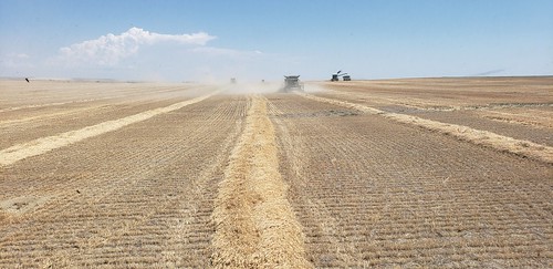 Schemper Harvesting