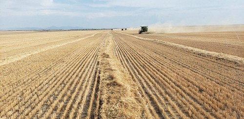 Schemper Harvesting