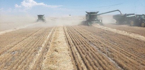 Schemper Harvesting