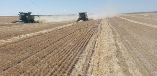 Schemper Harvesting
