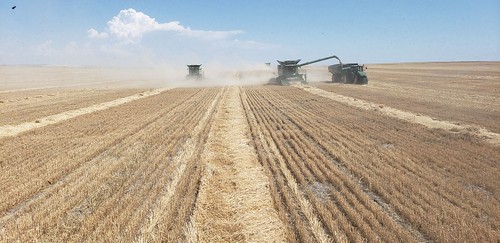 Schemper Harvesting