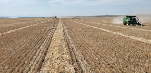 Schemper Harvesting