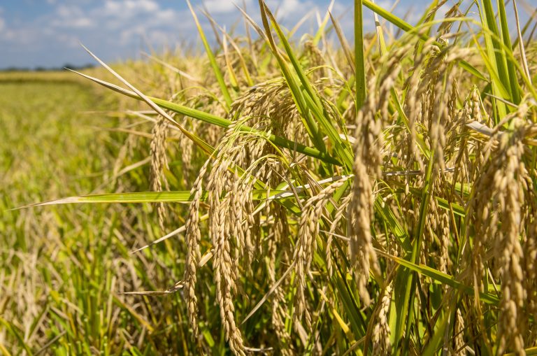 Heath Stephens and his crew harvest rice on the farm he operates in Arkansas County near Stuttgart with his father, John Stephens. (UA System Division of Agriculture photo by Fred Miller)