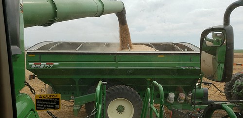 Schemper Harvesting