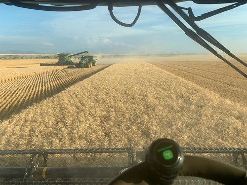 Schemper Harvesting