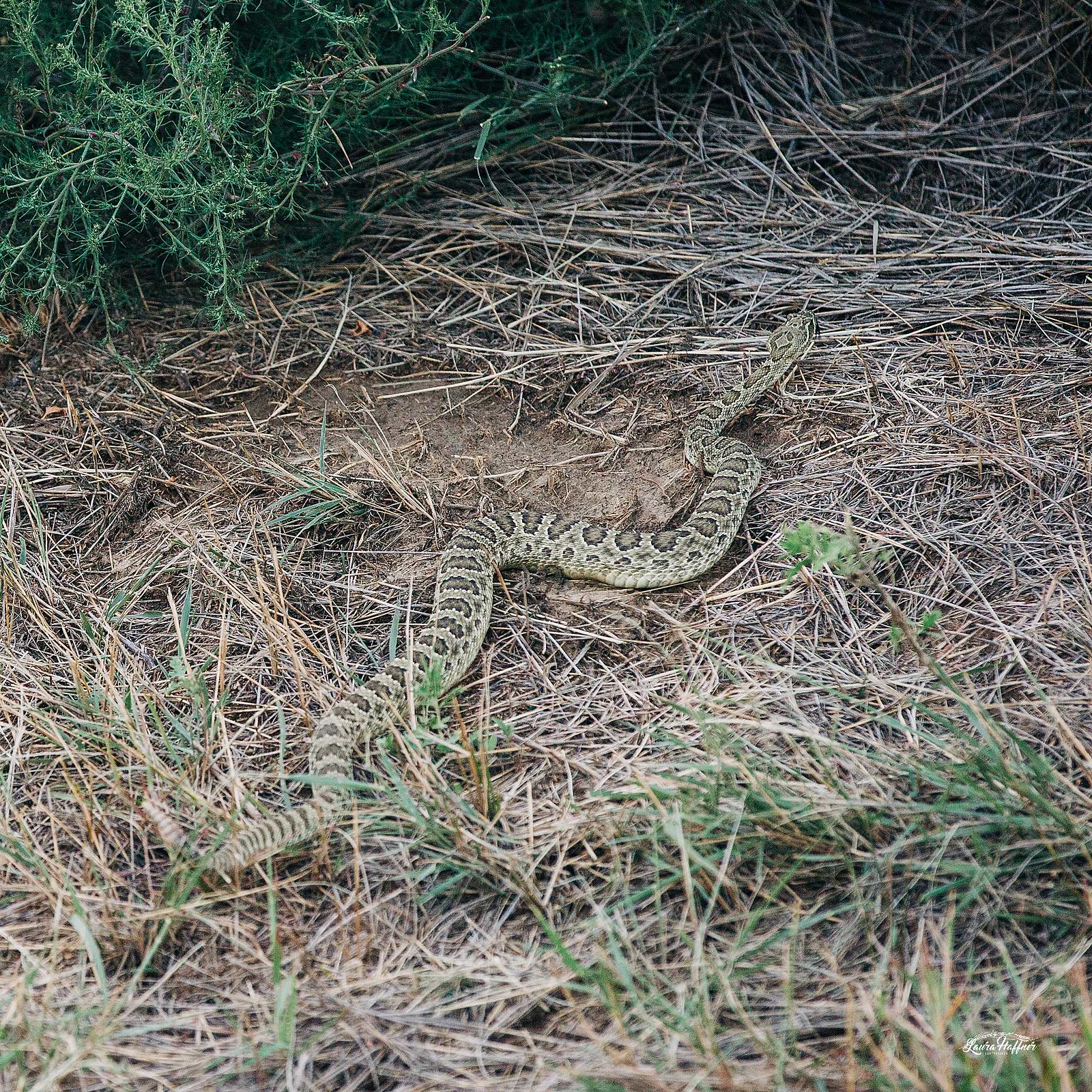 High Plains Harvesting 2020