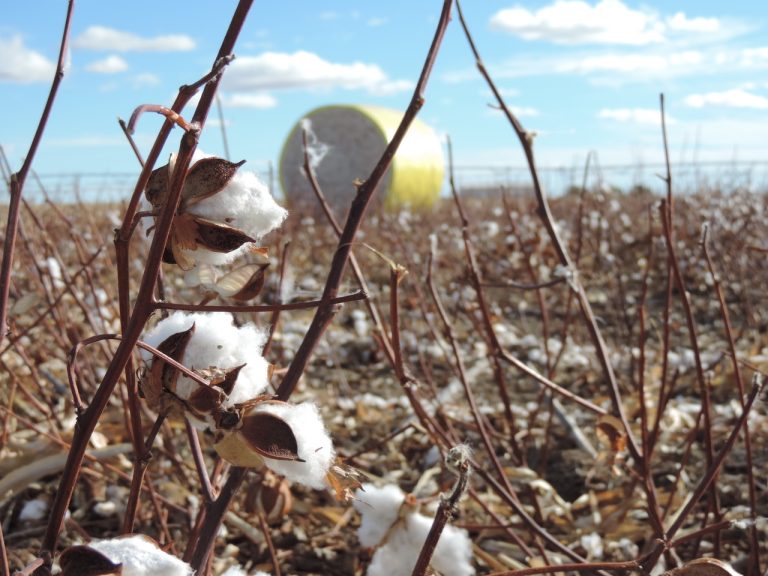 K-State researchers have teamed with colleagues at Oklahoma State University to study the long-term environmental and economic viability of cotton production in areas where water is scarce. (K-State Research and Extension)
