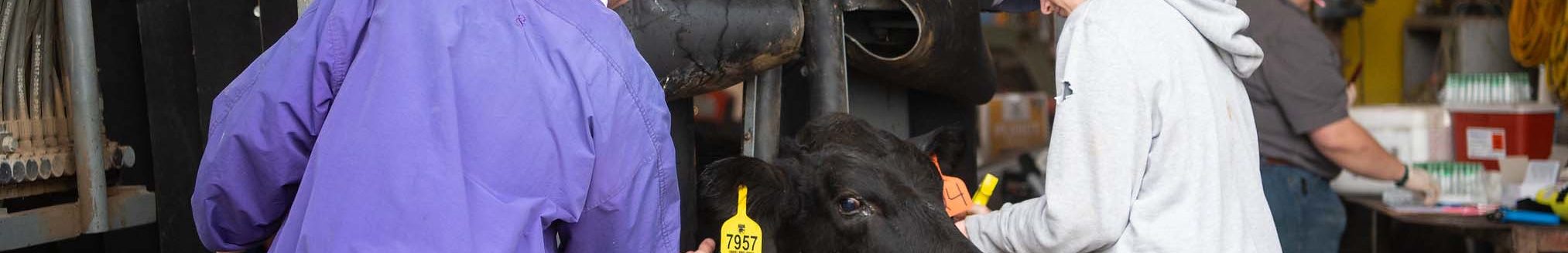 Handlers apply treatments to cattle following the beef quality assurance guidelines by administering products in the calf’s neck. (K-State Research and Extension)